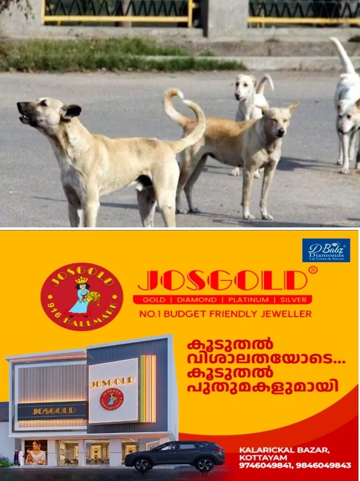 കോട്ടയത്ത് തെരുവ് നായ ശല്യം രൂക്ഷം;വഴി നടക്കാനാവാതെ ജനം; ഒരു മാസം ശരാശരി 350 പേർക്ക് തെരുവുനായയുടെ കടിയേൽക്കുന്നു;  കോടിമതയിലെ എ.ബി.സി സെന്റർ സ്ഥിതി ചെയ്യുന്നത്  നായ്ക്കൾക്ക് നടുവിൽ