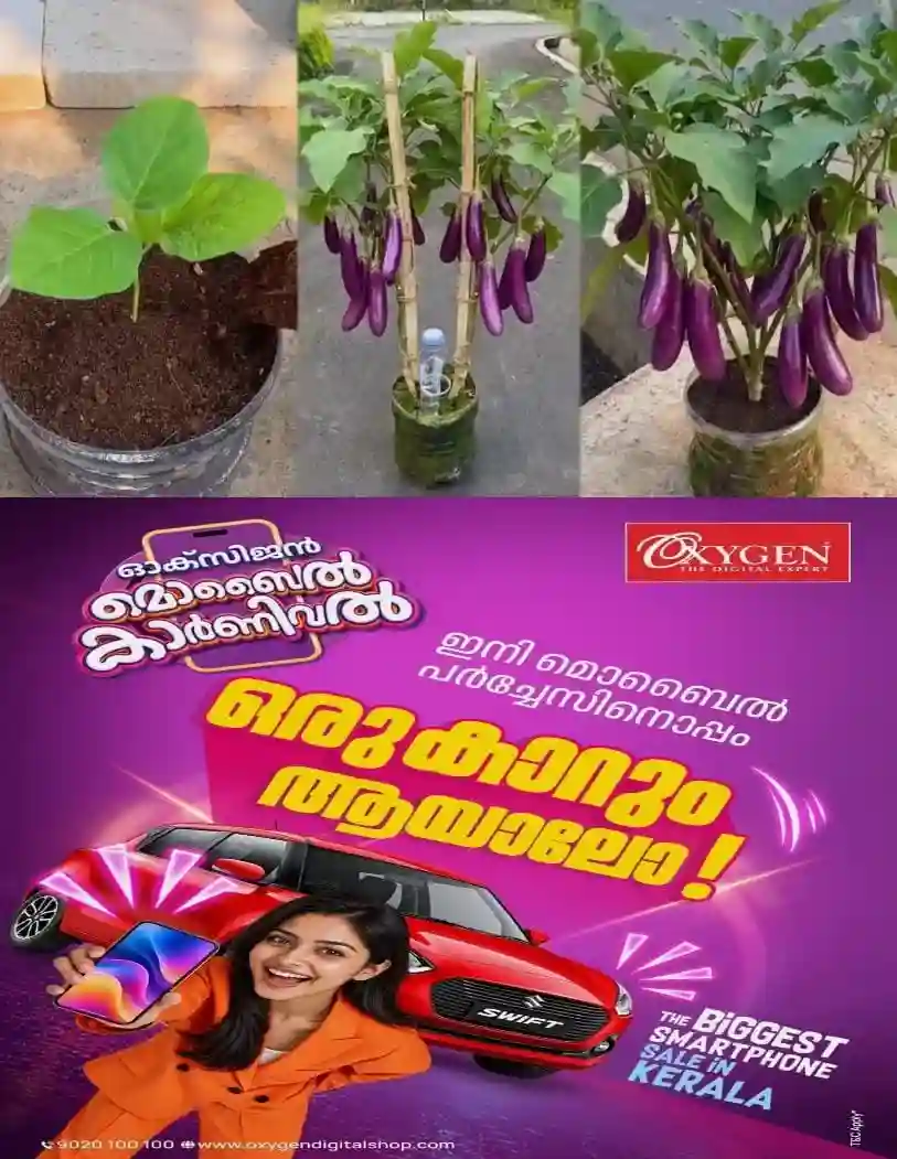 പൂവിട്ട് 25 ദിവസത്തിനുള്ളില്‍ വിളവെടുക്കാം; നല്ല സൂര്യപ്രകാശവും കുറഞ്ഞ പരിപാലനവും മതി; സ്ഥലമില്ലാത്തവർക്ക് ചട്ടിയിലോ ഗ്രോബാഗിലോ നടാം; എളുപ്പത്തിൽ വഴുതനങ്ങ കൃഷി ചെയ്യുന്നത് എങ്ങനെയെന്ന് അറിയാം....!