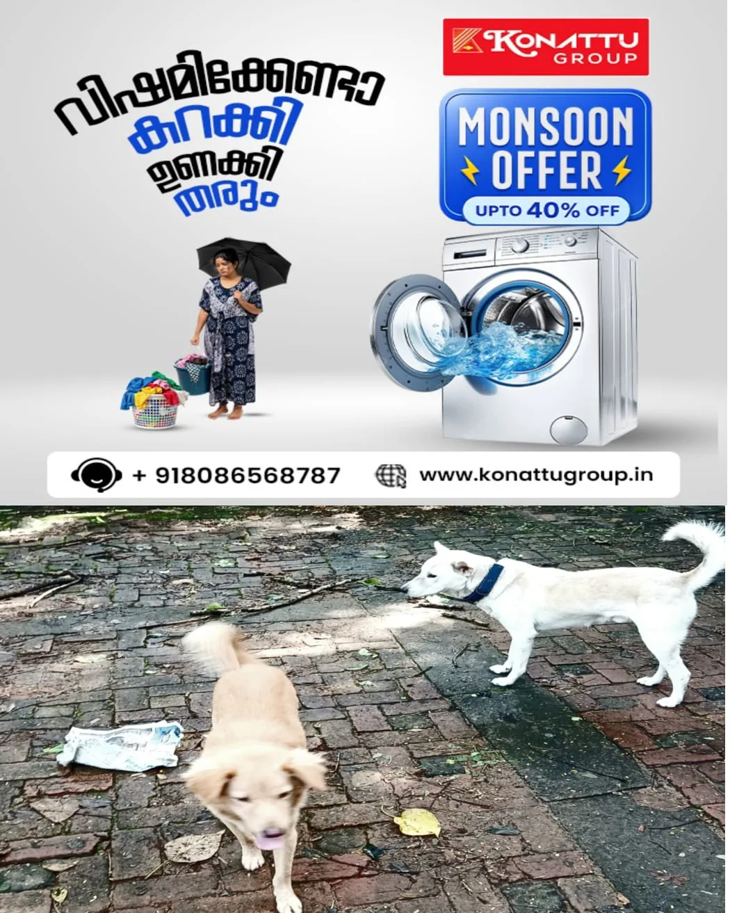 വെള്ളപ്പൊക്കത്തിൽപ്പെട്ട് ഒറ്റപ്പെട്ട രണ്ട് വളർത്തുനായ്ക്കൾ യജമാനനെ തേടി നടക്കുന്നത് കവണാറ്റിൻകരയിൽ സങ്കട കാഴ്ചയായി