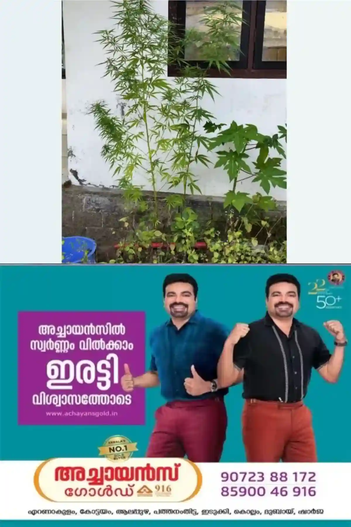 ആള്‍താമസമില്ലാത്ത വീട്ടില്‍ നിന്ന് കഞ്ചാവ് ചെടികള്‍ കണ്ടെടുത്തു; ഓപ്പറേഷൻ തൂഫാന്‍റെ ഭാഗമായി എറണാകുളം റൂറലില്‍ നടത്തിയ വ്യാപക പരിശോധനയിലാണ് കഞ്ചാവ് ചെടികള്‍ കണ്ടെടുത്തത് 