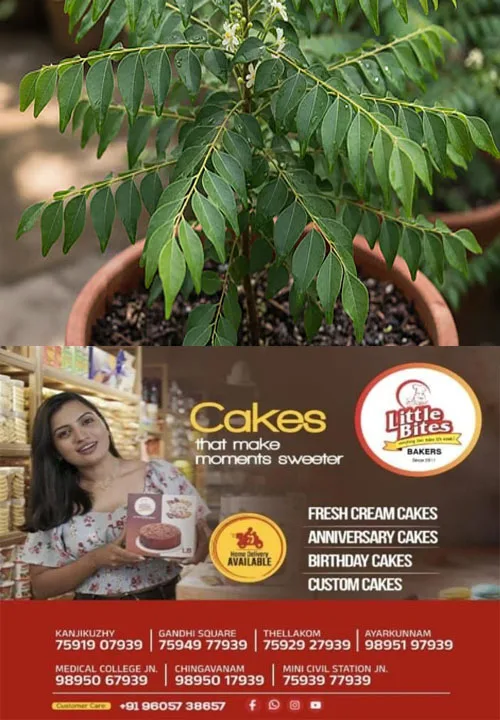 ശരീരഭാരം എങ്ങനെ എളുപ്പത്തിൽ കുറയ്ക്കാമെന്ന് തലപുകയ്ക്കേണ്ട; കലോറി കത്തിക്കാൻ കറിവേപ്പില ബെസ്റ്റ്‌ ആണ് 