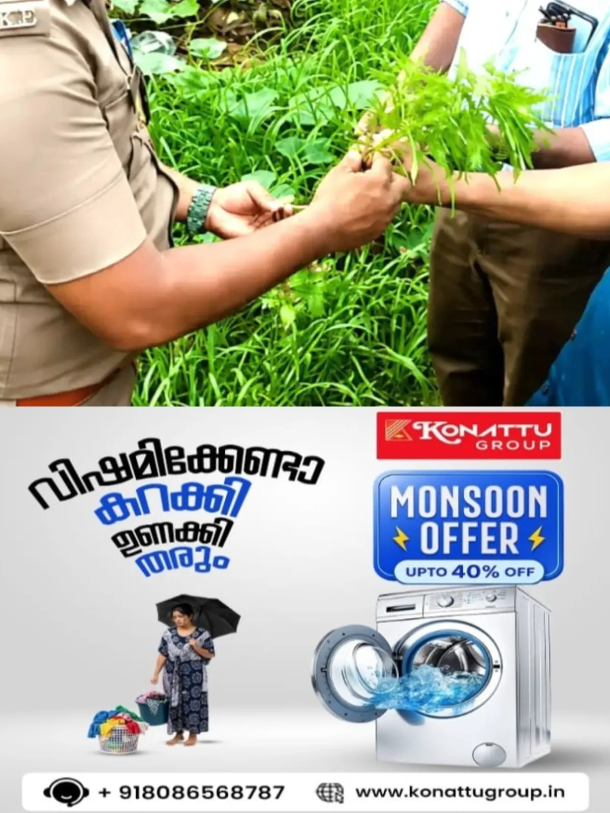 റോഡരികില്‍ ബസ് സ്റ്റോപ്പിനടുത്ത് കഞ്ചാവ് ചെടി; ബ്രൗണ്‍ പേപ്പറില്‍ പൊതിഞ്ഞ് സീല്‍ ചെയ്ത് കസ്റ്റഡിയിലെടുത്ത് എക്സൈസ്
