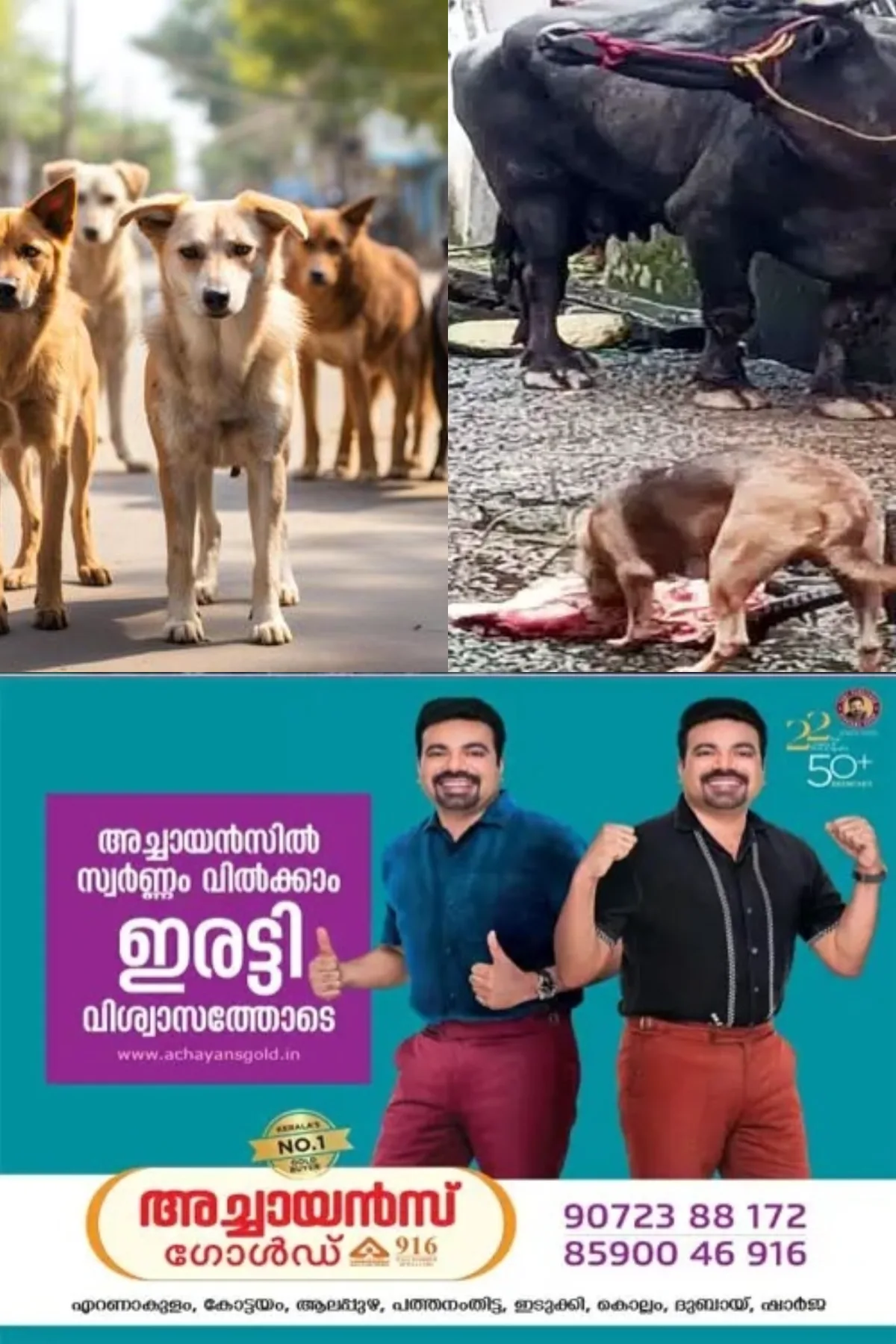 കോട്ടയം പെരുവയിലെ അനധികൃത കശാപ്പ്; തെരുവ് നായകള് പെരുകുന്നു, പരാതിയുമായി നാട്ടുകാർ