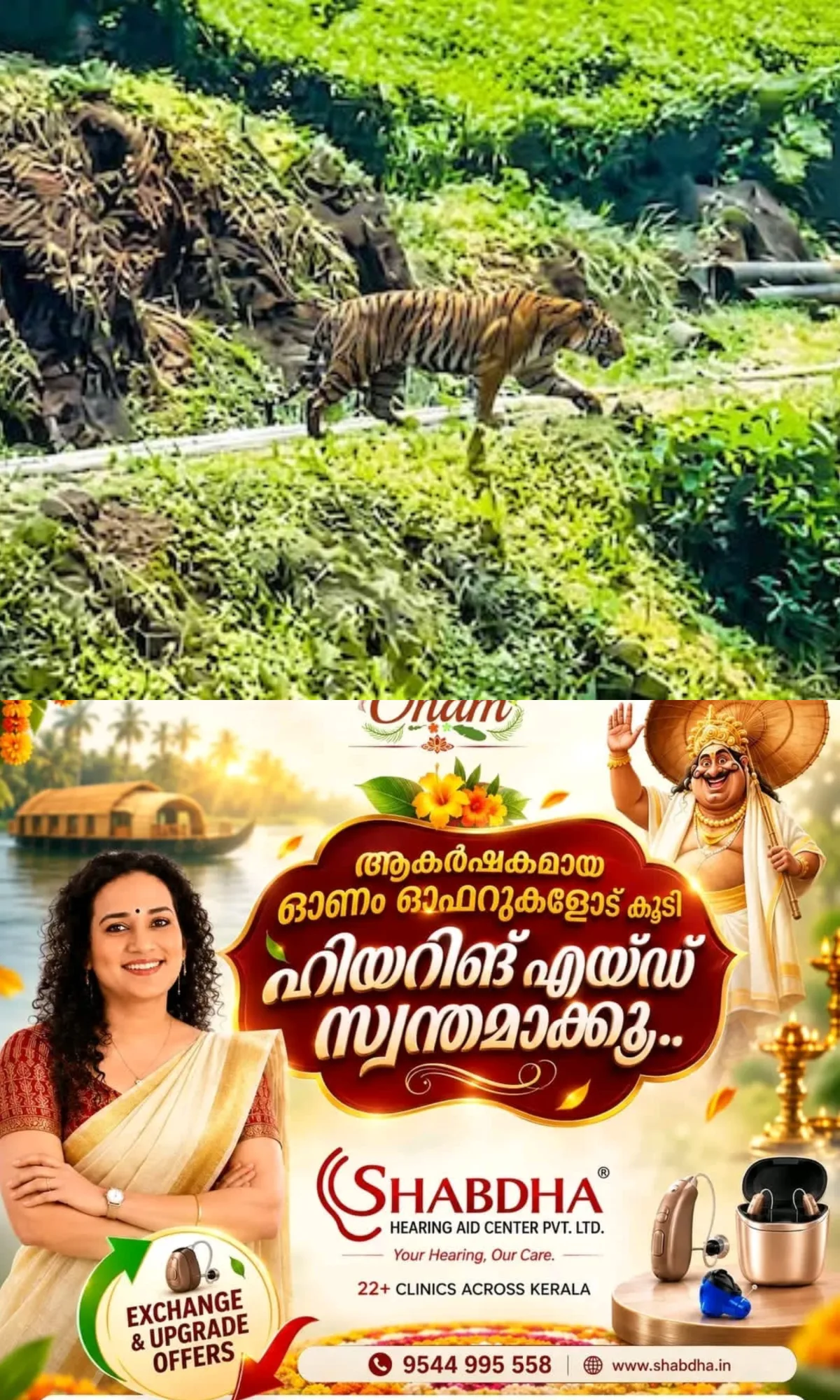 മൂന്നാറില് വീണ്ടും കടുവ ഭീതി...!, പട്ടാപ്പകല് എസ്റ്റേറ്റ് റോഡില് കടുവയിറങ്ങി