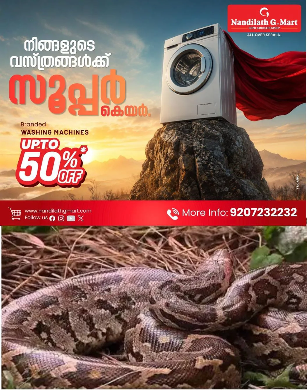 പെരുമ്പാമ്പ് പേടിയിൽ കോട്ടയം കങ്ങഴ ഗ്രാമം: റോഡിലും പറമ്പിലും പലയിടത്തും വലിയ പെരുമ്പാമ്പിനെ കണ്ടതായി നാട്ടുകാർ.