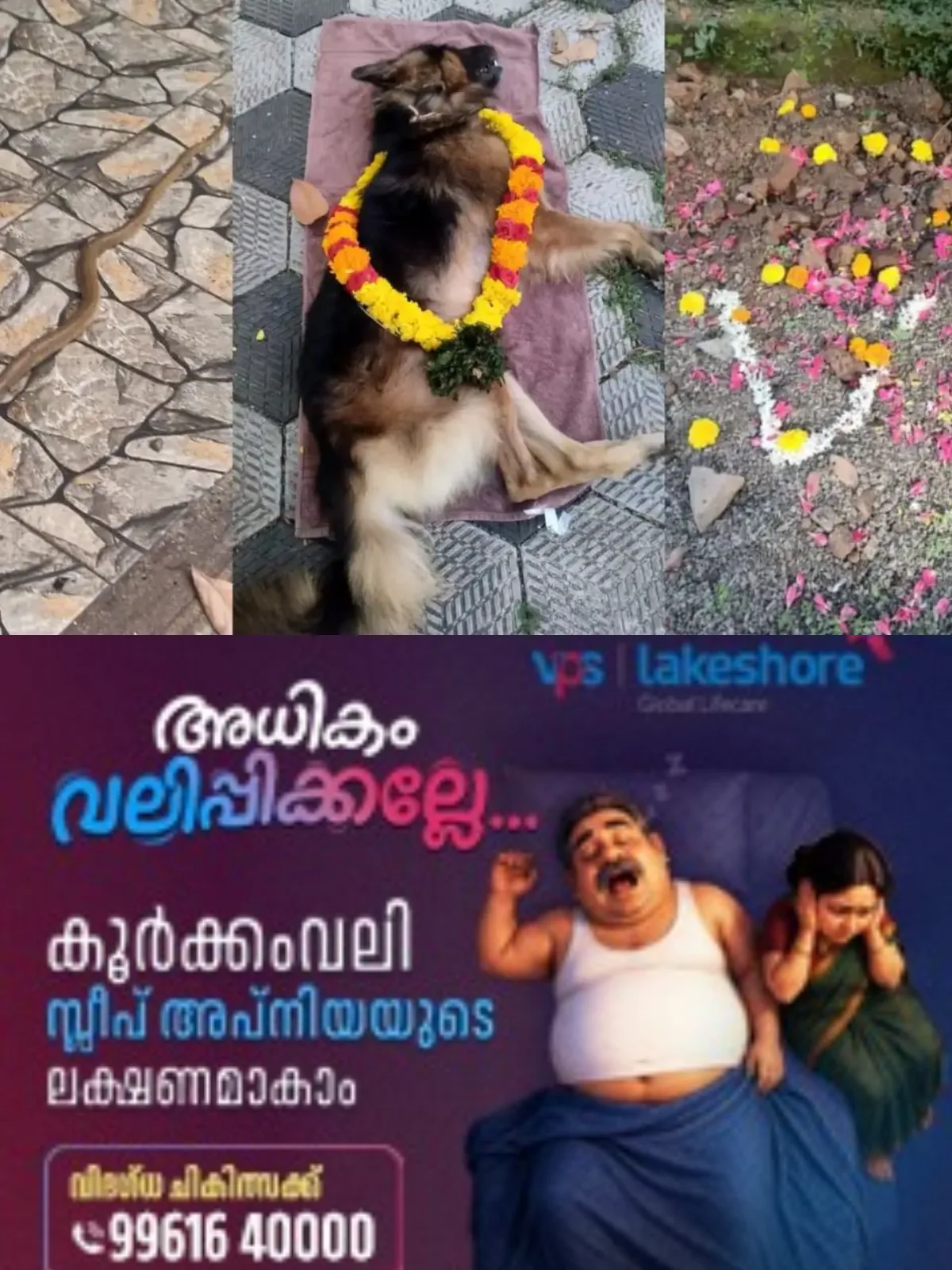 'അരമണിക്കൂറോളം നീണ്ട പോരാട്ടം'; തിരുവനന്തപുരത്ത് വീട്ടുമുറ്റത്ത് മൂർഖൻ പാമ്പിനെ കീഴ്പ്പെടുത്തിയ വളർത്തുനായ ഏറ്റുമുട്ടലിനിടെ പാമ്പിൻ്റെ കടിയേറ്റ് ചത്തു