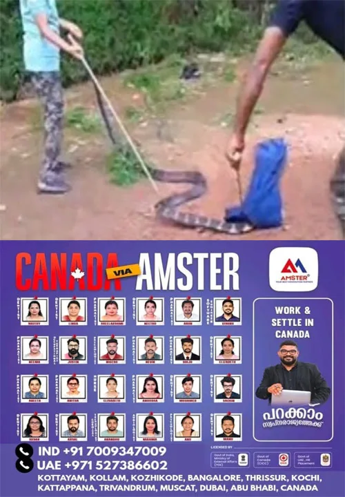 വിതുരയിൽ വീട്ടുമുറ്റത്തെ ചെടികൾക്കിടയിൽ നിന്ന് കൂറ്റൻ രാജവെമ്പാലയെ പിടികൂടി; കണ്ടെത്തിയത് ഏകദേശം 14 അടിയോളം നീളമുള്ള രാജവെമ്പാലയെ; പിടികൂടിയ രാജവെമ്പാലയെ പിന്നീട് വനമേഖലയിൽ സുരക്ഷിതമായി തുറന്നുവിടുമെന്ന് വനംവകുപ്പ് അധികൃതർ