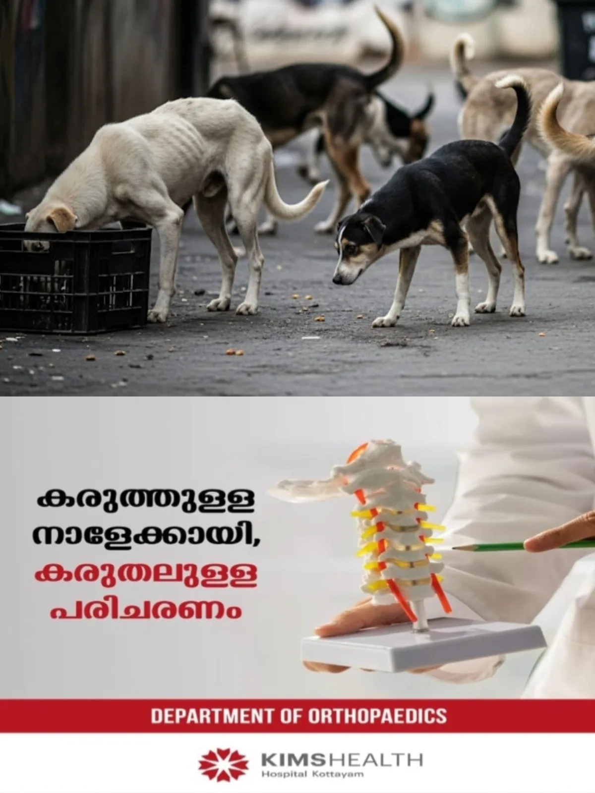 തെരുവ് നായ്ക്കള് പെരുകുന്നു; ജനജീവിതം ദുസഹം, റിപ്പോര്ട്ട് തേടി കമ്മീഷൻ