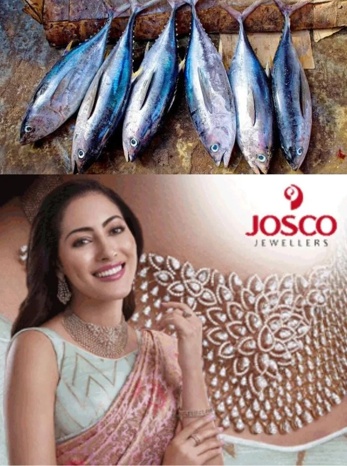 കേരളത്തിൽ എവിടെയും ചൂരയിൽ വിരയെ കണ്ടെത്തിയിട്ടില്ല; സമൂഹമാധ്യമങ്ങളിലെ പ്രചാരണം തള്ളി സിഎംഎഫ്ആർഐ