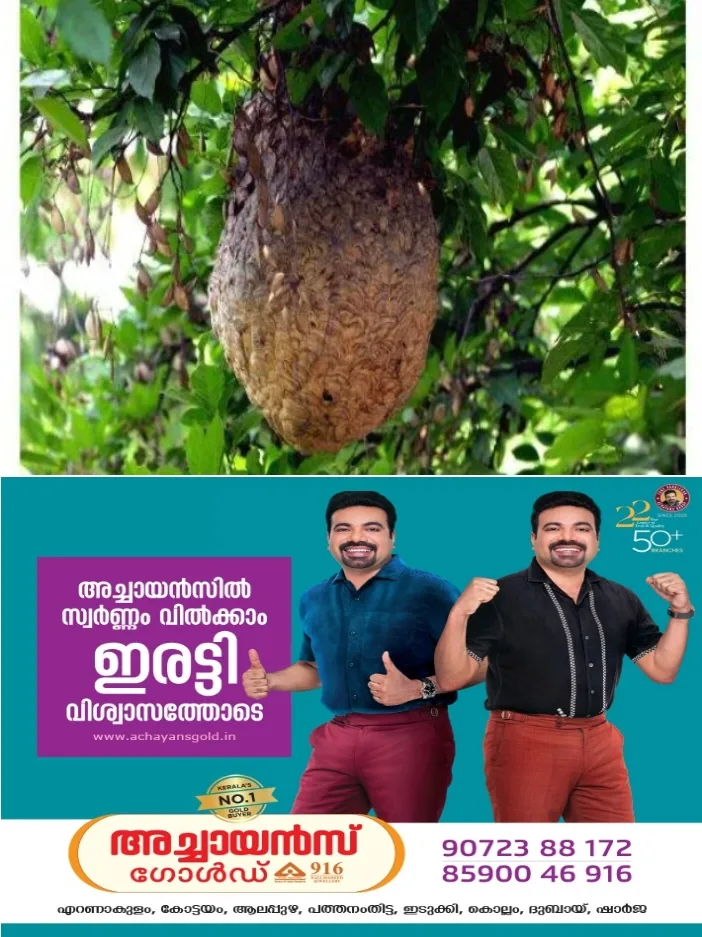 മൂന്നാറിൽ കോളേജ് വിദ്യാർഥികൾക്ക് നേരെ കടന്നൽ ആക്രമണം;5 പേർക്ക് കുത്തേറ്റു;ഏഴ് വിദ്യാർഥികളെ രക്ഷപ്പെടുത്തി