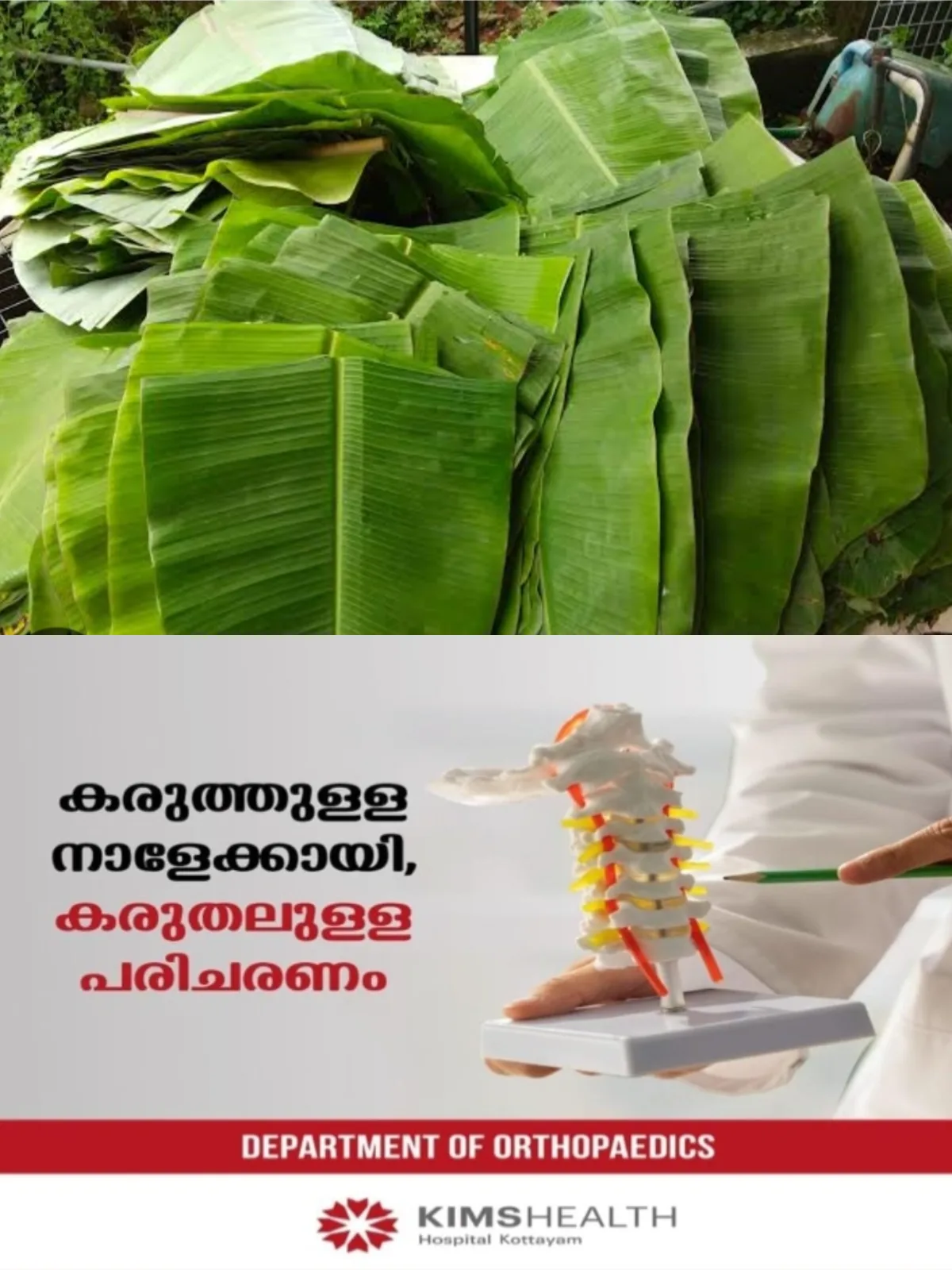 പ്രവാസികള്ക്ക് സദ്യയുണ്ണാൻ രണ്ടര ലക്ഷം വാഴയില; കയറ്റുമതി ചെയ്തത് ചാര്ട്ടേഡ് വിമാനത്തില്