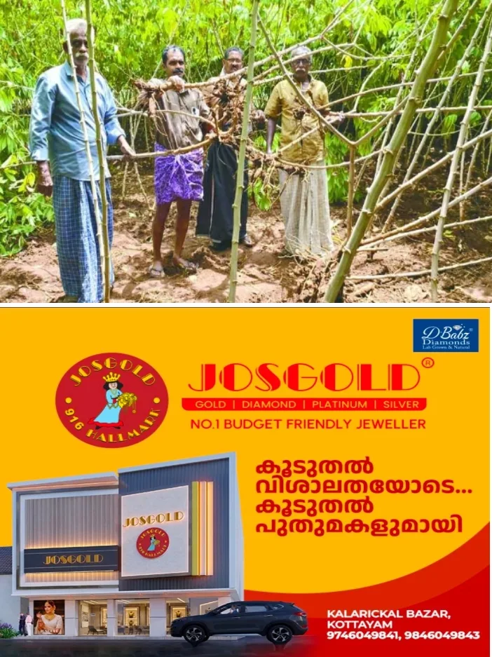 പാ​റ​ത്തോ​ട്  ജ​ന​വാ​സമേ​ഖ​ല​യി​ൽ കാ​ട്ടു​പ​ന്നി​ക​ൾ.കൂ​ട്ട​മാ​യെ​ത്തി​;ന​ശി​പ്പി​ച്ച​ത് ഏ​ക്ക​ർ​ക​ണ​ക്കി​ന് ക​പ്പ​കൃ​ഷി