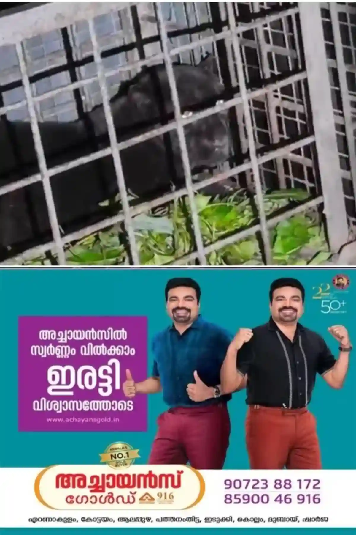 കെണിവെച്ചത് ആടിനെ, മണം പിടിച്ചെത്തി കരിമ്പുലി; കോന്നിയെ വിറപ്പിച്ച കരിമ്പുലി ഒടുവില് കൂട്ടിലായി