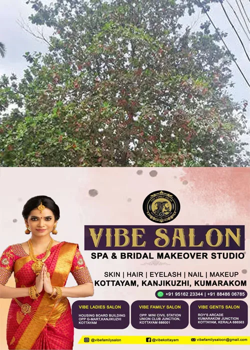 അപകട ഭീഷണിയുയർത്തി കോരൂത്തോട് പള്ളിപ്പടിയിൽ തണൽവൃക്ഷം;അപകടത്തിന് കാക്കാതെ മരംമുറിക്കണമെന്ന് നാട്ടുകാർ