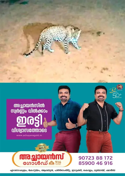പത്തനാപുരത്ത് നിരവധി വളർത്തുമൃഗങ്ങളെ ആക്രമിച്ച് കൊലപ്പെടുത്തിയ പുലി വനംവകുപ്പിന്റെ കെണിയിൽ കുടുങ്ങി