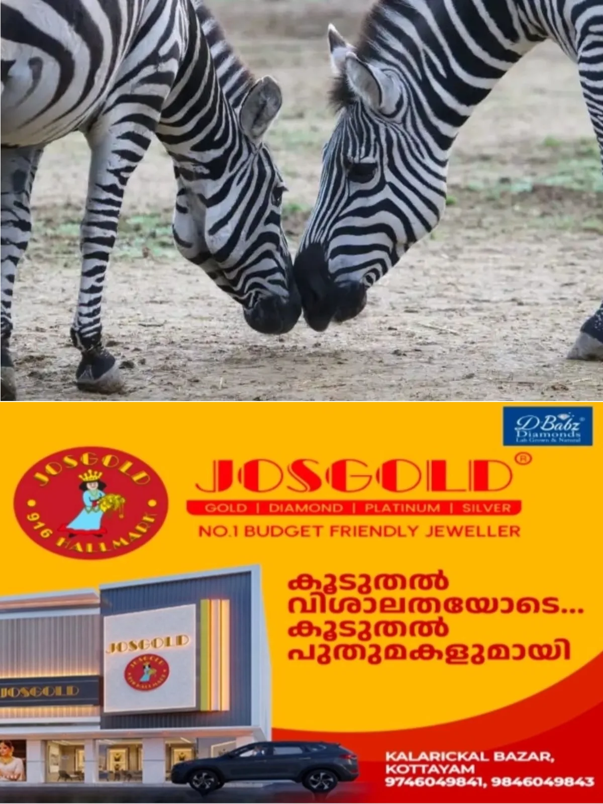 ഓണത്തിന് സന്ദര്‍ശകര്‍ക്ക് പുതിയ അതിഥികള്‍; തിരുവനന്തപുരം മൃഗശാലയിലേക്ക് 9 വര്‍ഷത്തിനുശേഷം സീബ്രകള്‍ എത്തുന്നു 