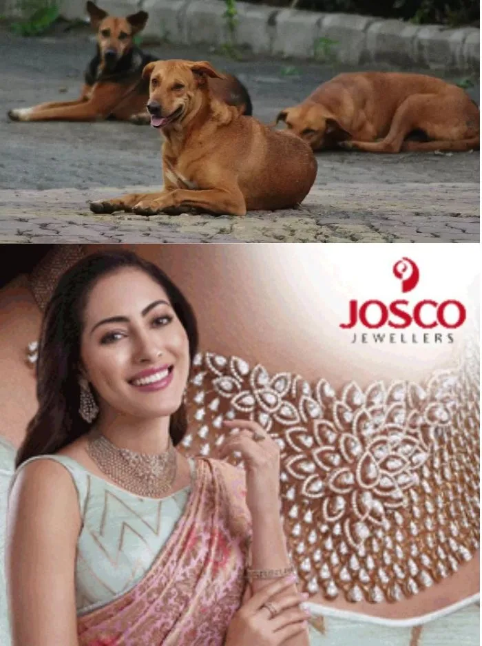 ഏത് നിമിഷവും കടിയേൽക്കാം! കോട്ടയം ജില്ലയുടെ വിവിധ ഭാഗങ്ങളിൽ തെരുവുനായശല്യം അതിരൂക്ഷം; നടപടി ആവശ്യപ്പെട്ട് ജനങ്ങൾ