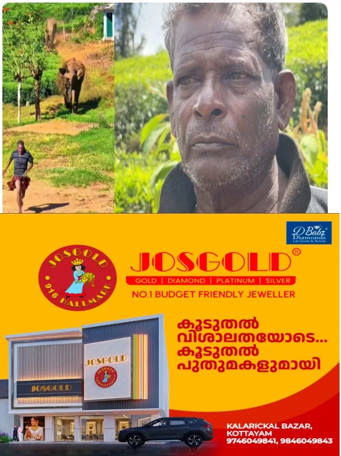 മൂന്നാറിൽ കാട്ടാനകൾ പിന്തുടര്‍ന്ന് ഓടിച്ചു; തലനാരിഴയ്ക്ക് രക്ഷപ്പെട്ട് തൊഴിലാളി