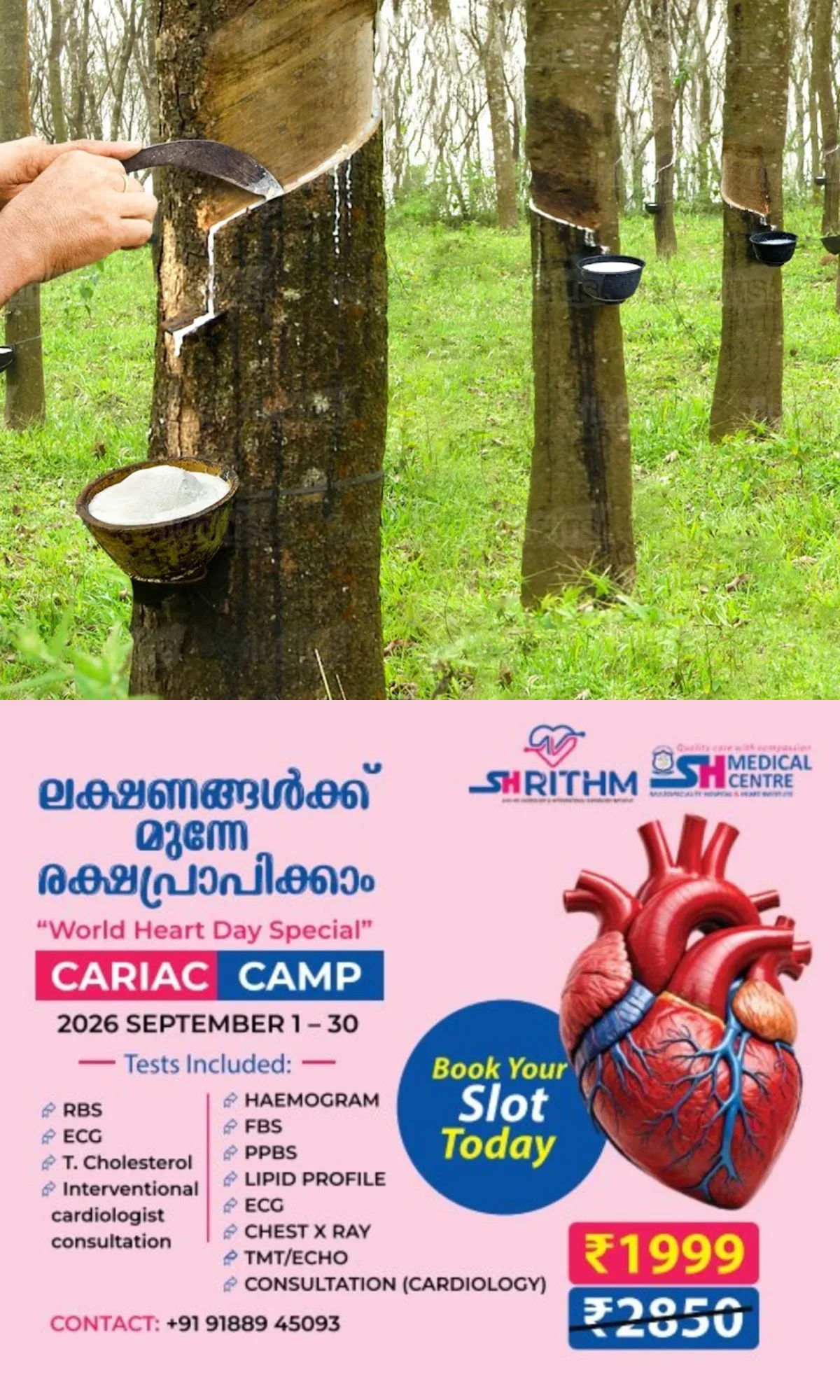 റബര് വിലകൂടിയെങ്കിലും ചുട്ടുപൊള്ളി റബര് കര്ഷകര്; ഉത്പാദനം കുറഞ്ഞു, കാലാവസ്ഥാ വ്യതിയാനം വില്ലനായി