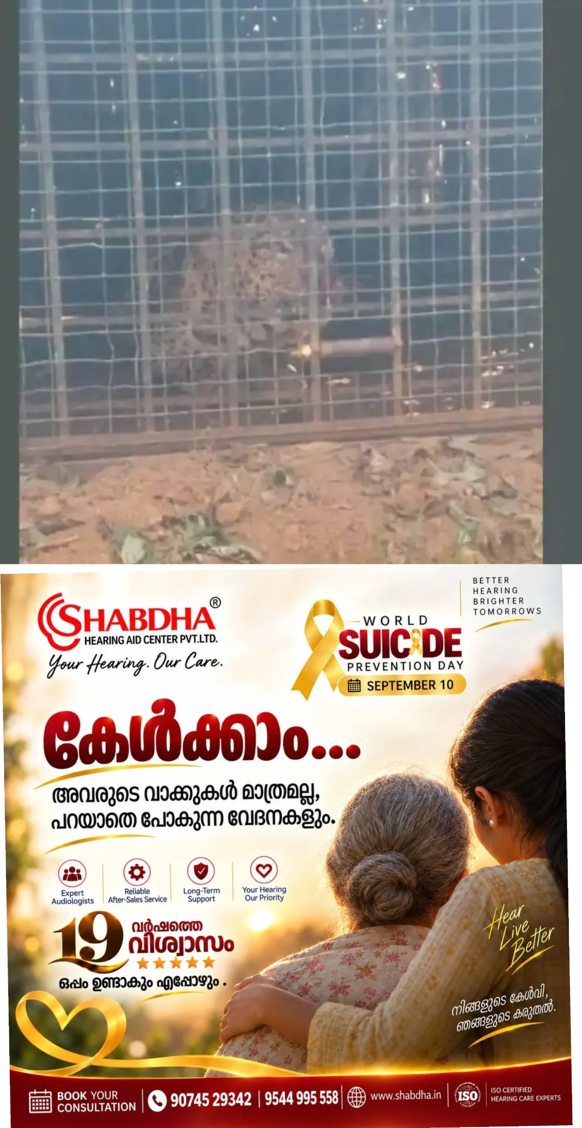 ഓവേലിയില്‍ കടുവയെ പിടിക്കാന്‍ സ്ഥാപിച്ച കൂട്ടില്‍ കുടുങ്ങിയത് പുലി; മുതുമലയിലെ ഉള്‍ക്കാട്ടില്‍ തുറന്നുവിട്ടു
