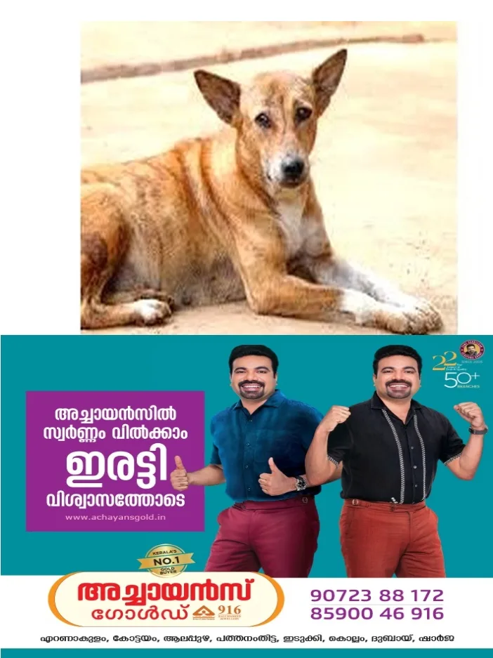 വരുന്നു കോട്ടയത്ത് തെരുവുനായ്ക്കൾക്ക് പാർപ്പിടം;ആദ്യഘട്ടത്തിൽ 200 നായ്ക്കളെ പാർപ്പിക്കും;കോട്ടയം മെഡിക്കൽ കോളേജ് വളപ്പിൽ ഷെൽട്ടർ ഉയരും; ഭക്ഷണം നൽകുന്നതിന് നായ പ്രേമികളുടെയും സന്നദ്ധസംഘടനകളുടെയും സേവനം പ്രയോജനപ്പെടുത്തും