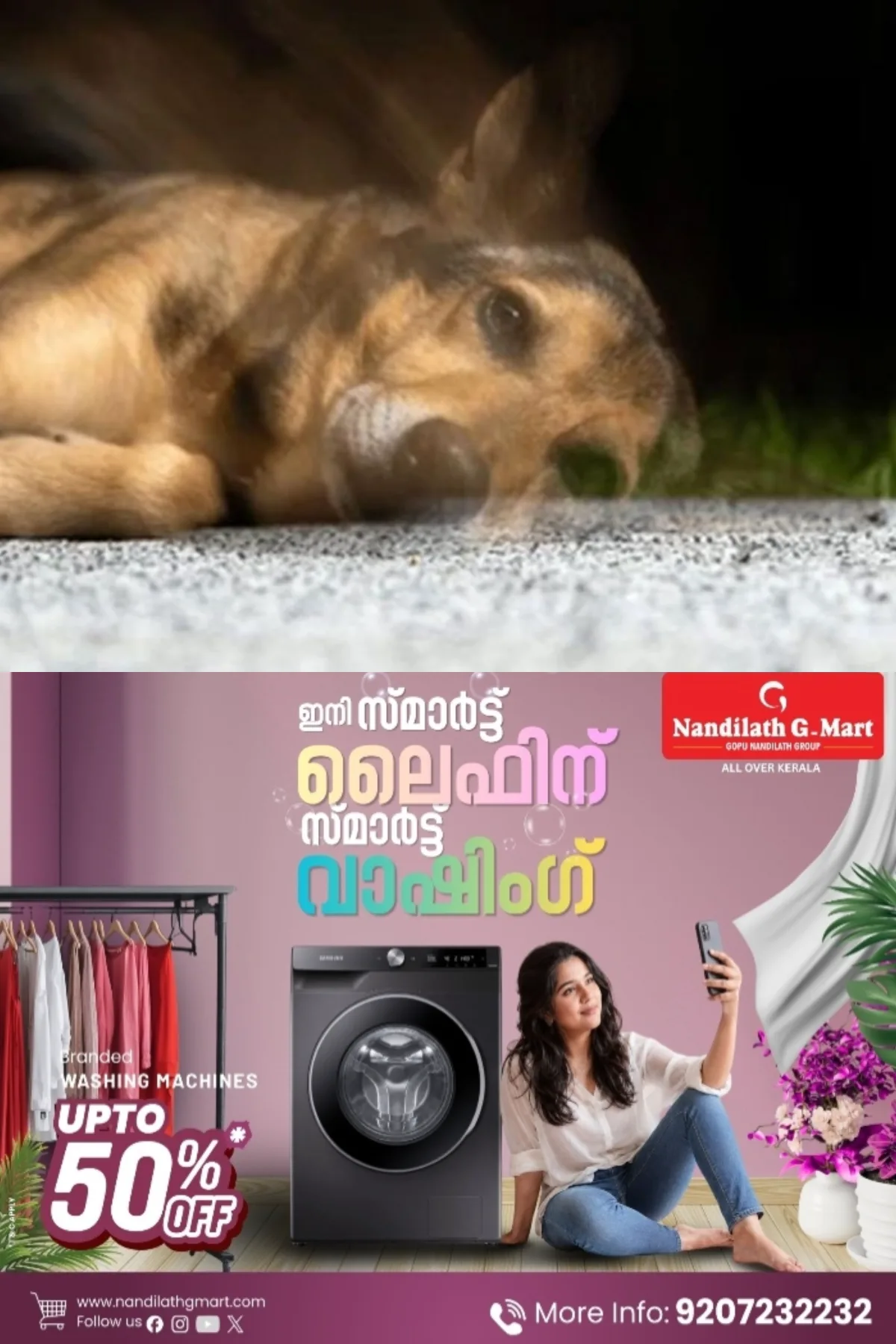 വടക്കാഞ്ചേരിയില്‍ തെരുവുനായയെ കഴുത്തറുത്ത് കൊന്ന നിലയില്‍; പൊലീസ് അന്വേഷണം തുടങ്ങി