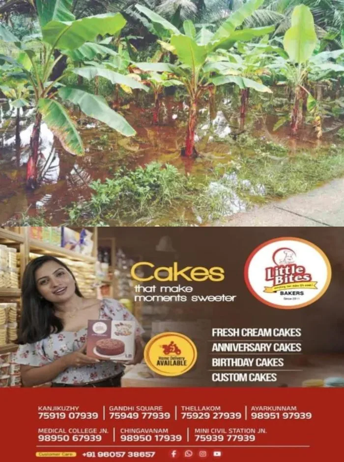 കാറ്റും മഴയും വില്ലനായി; കോട്ടയം കൈപ്പുഴയില് വ്യാപക കൃഷിനാശം
