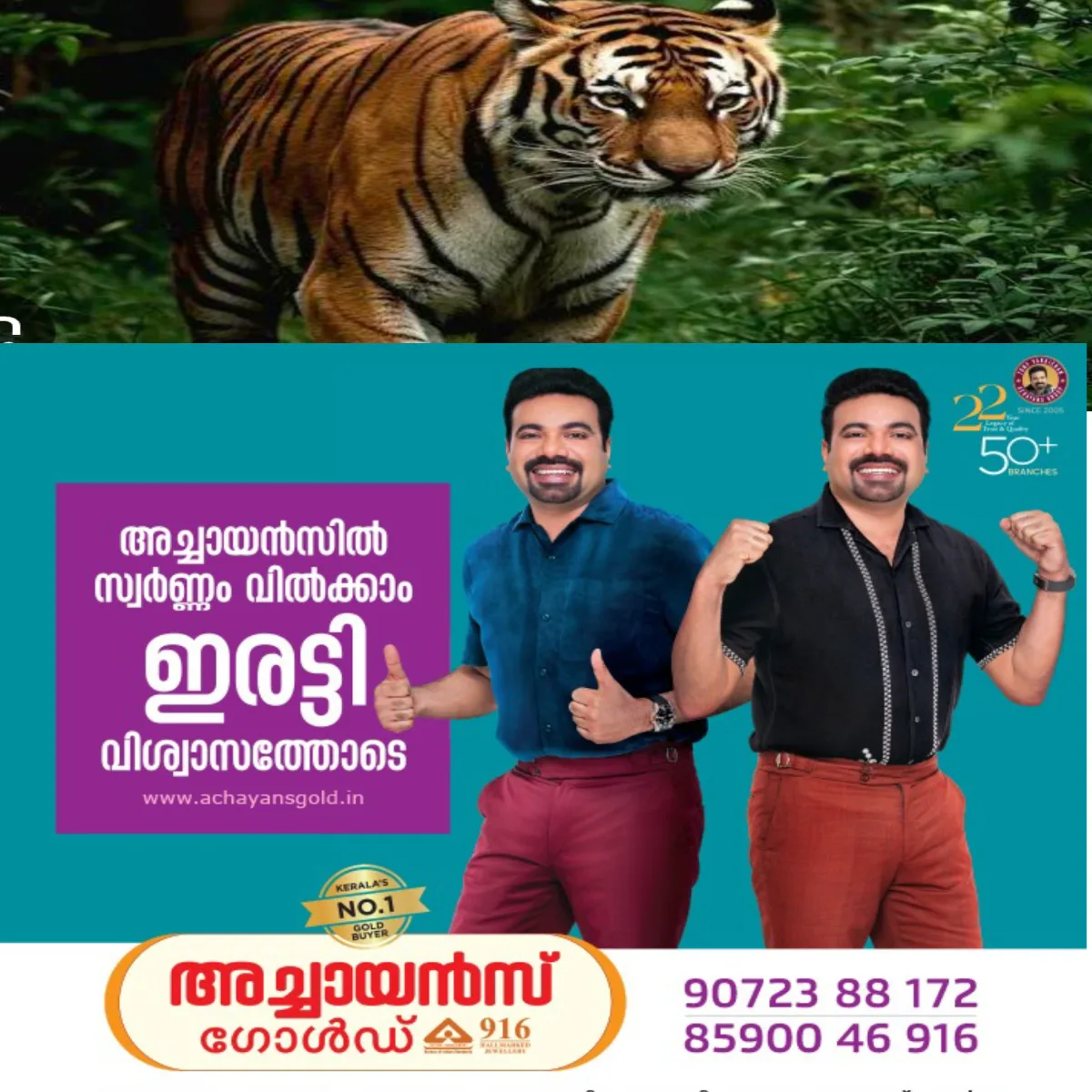 വാഗമണ്ണിൽ പശുവിനെ കൊന്നത് കടുവയാണെന്ന സംശയത്തിൽ നാട്ടുകാർ: സ്ഥിരീകരിച്ചിട്ടില്ലന്ന് വനം വകുപ്പ്: എത്രയും വേഗം കൂട് സ്ഥാപിക്കണമെന്ന ആവശ്യത്തിലാണ് ജനങ്ങൾ