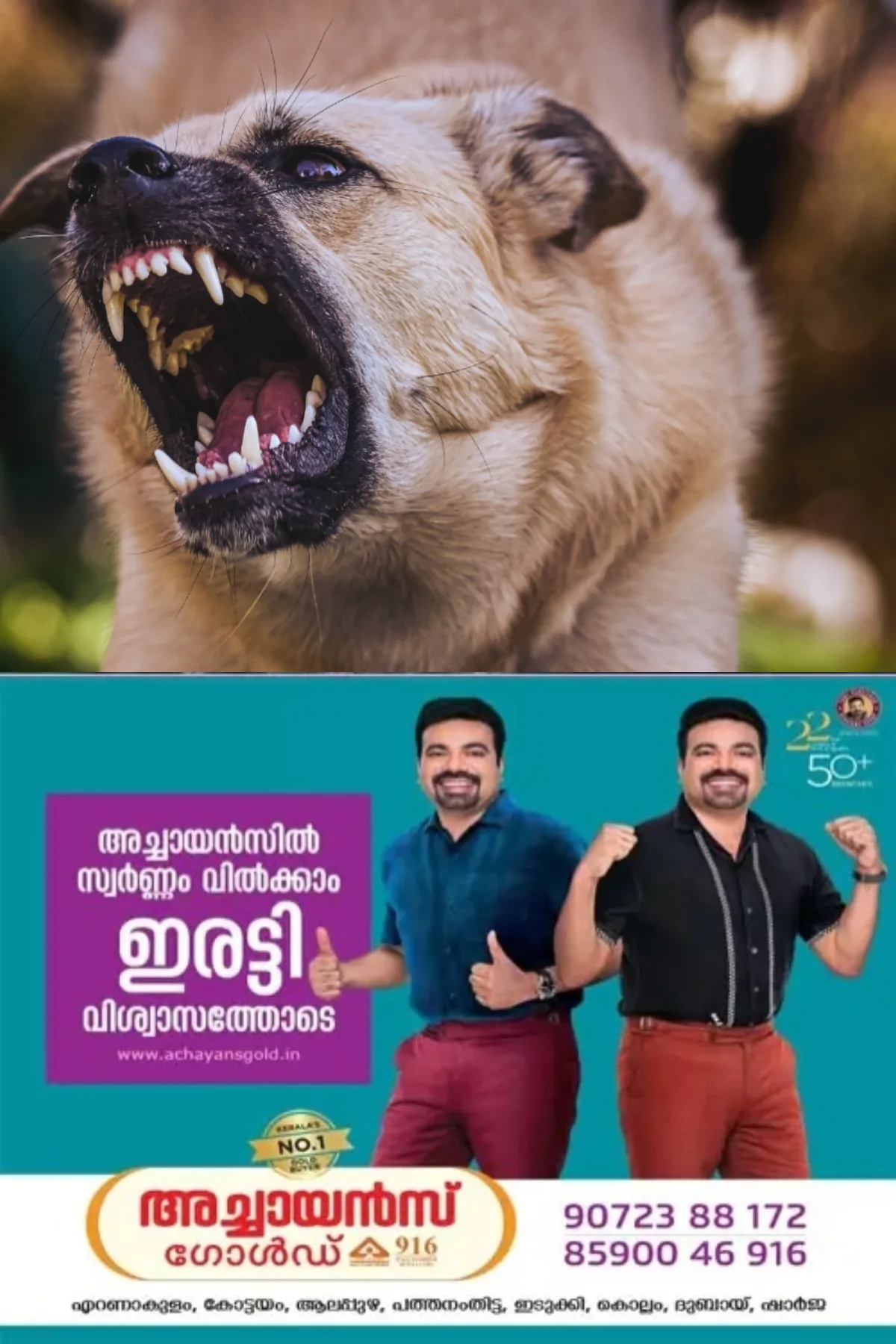 തലയോലപ്പറമ്പില് വീണ്ടും തെരുവ് നായ ആക്രമണം; ആട്ടിൻകുട്ടിയെ കടിച്ചു കീറി