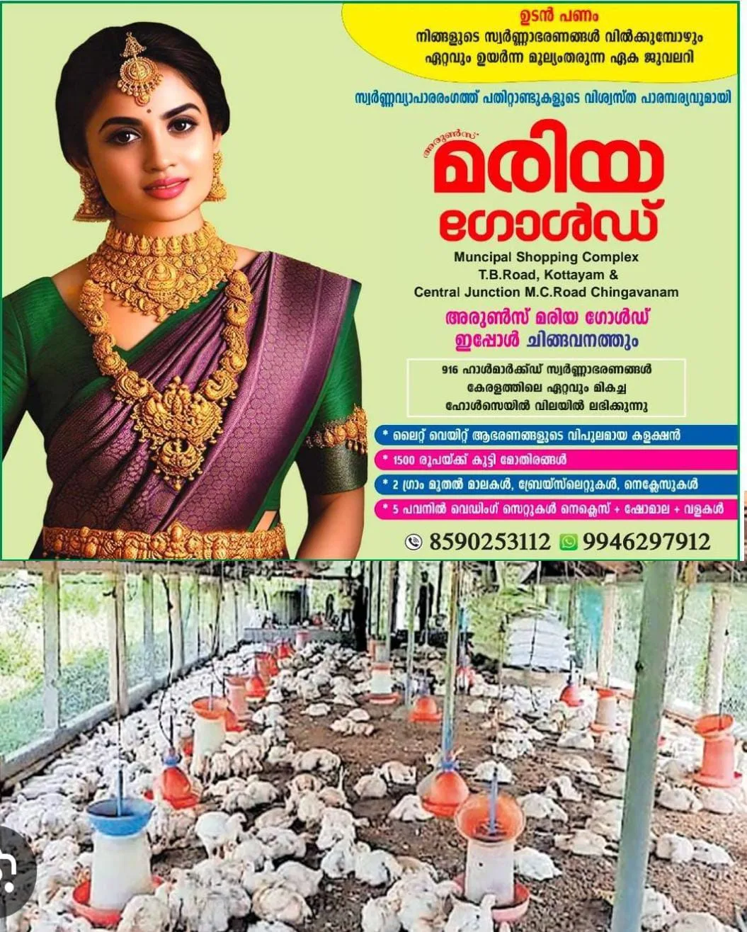 കോഴി ഫാമുകളിൽ വിലകുറഞ്ഞിട്ടു൦ വിലകുറയ്ക്കാതെ കച്ചവടക്കാർ കൊള്ളലാഭം കൊയ്യുകയാണന്ന് ആരോപണം.