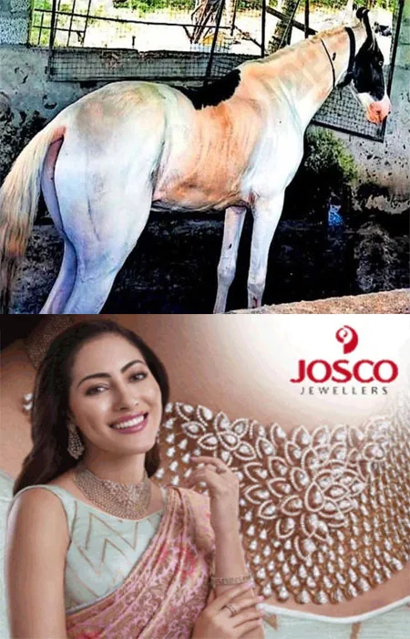  ഭാരതപ്പുഴയിൽ കുളിപ്പിക്കാനെത്തിച്ച   കുതിര പിടിവിട്ടോടി; തൃശൂർ-ഷൊർണൂർ സംസ്ഥാന പാതയിൽ പരിഭ്രാന്തി പരത്തി;ഇരുചക്ര വാഹന യാത്രികൻ പരിക്ക് 