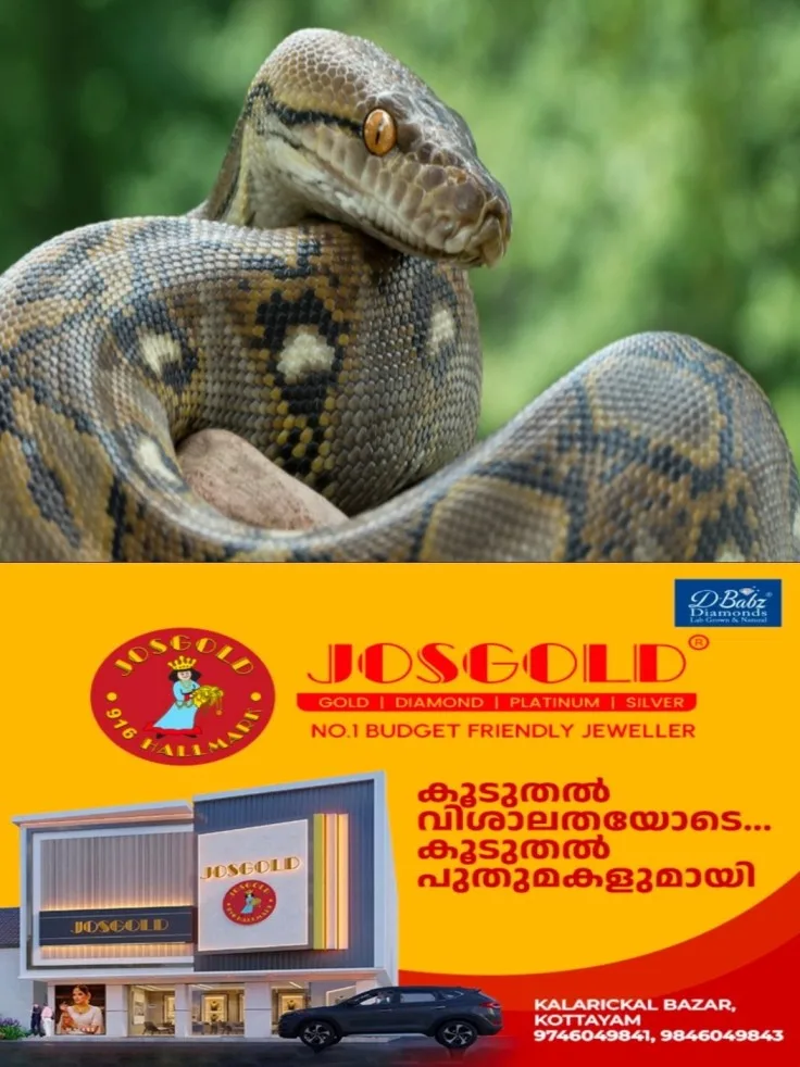 കോട്ടയം ഇടയിരിക്കപ്പുഴയിൽ പെരുമ്പാമ്പ് ഭീതി; വിദ്യാർത്ഥികൾക്ക് സ്കൂളിൽ പോകാൻ കഴിയാത്ത അവസ്ഥ; നാട്ടുകാർ ആശങ്കയിൽ
