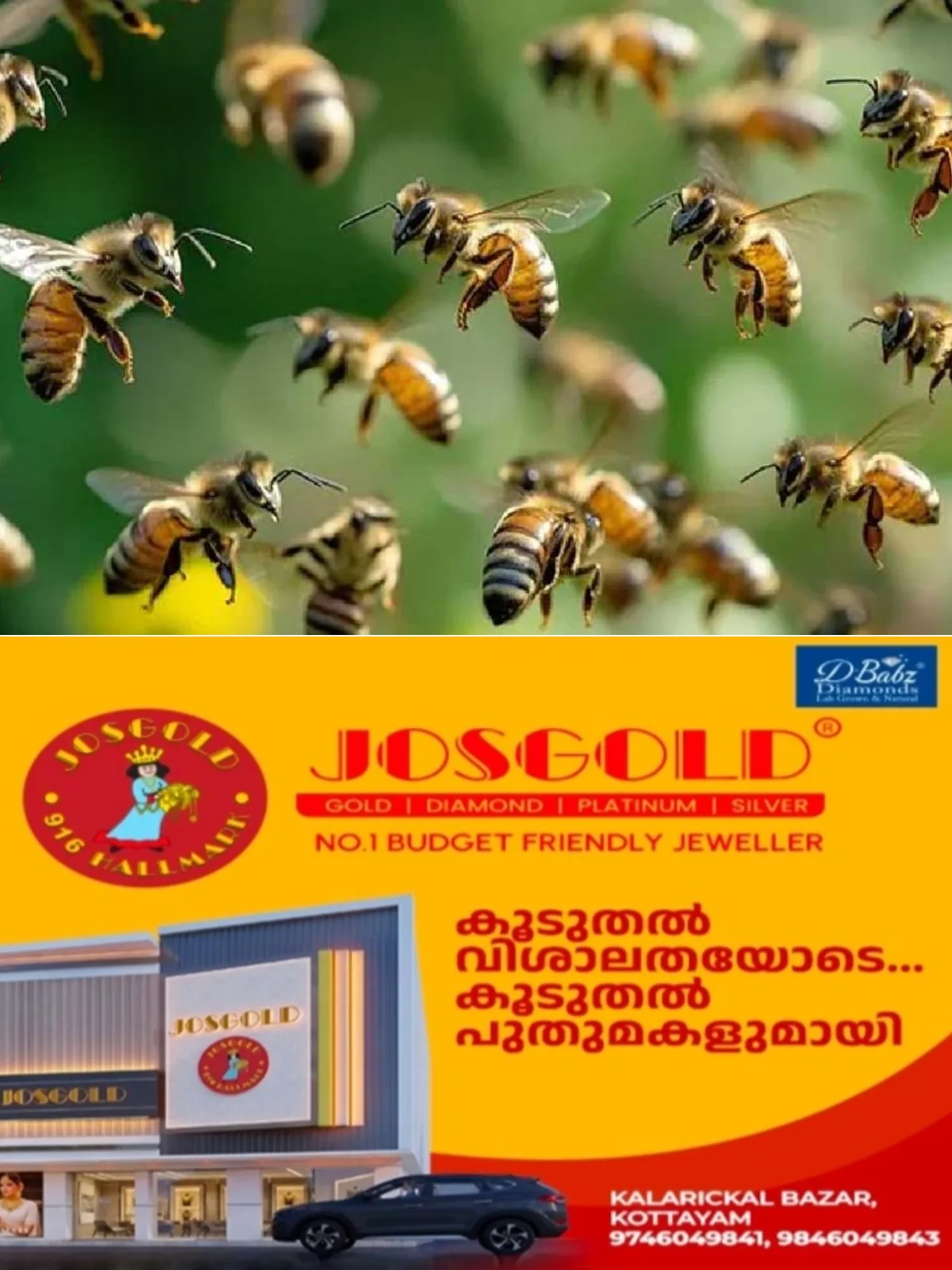 ചിന്നക്കനാലില്‍ കോളജ് വിദ്യാർഥികള്‍ക്ക് കടന്നല്‍ കുത്തേറ്റു; മൂന്നാർ കേറ്ററിങ് കോളജിലെ 10 വിദ്യാർഥികള്‍ക്കാണ് കടന്നല്‍ കുത്തേറ്റത്