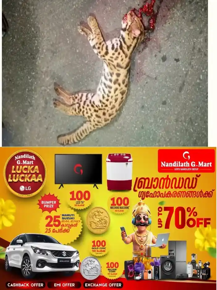 കുട്ടിക്കാനത്ത് റോഡരികിൽ പുലിക്കുട്ടിയെ ചത്ത നിലയിൽ കണ്ടെത്തി;വാഹനമിടിച്ചതാകാമെന്ന് സംശയം