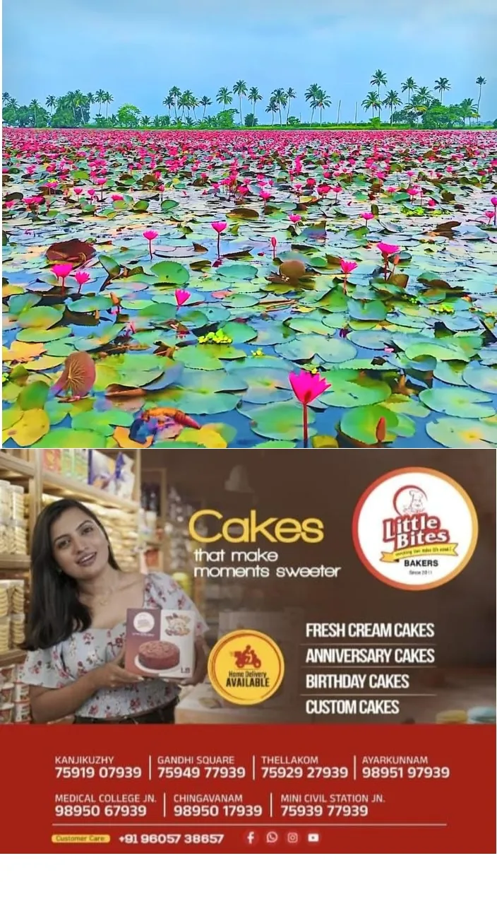 ഉദയനാപുരത്തും വിരിഞ്ഞു ആമ്പൽ വസന്തം; മാനാപ്പള്ളി പാടശേഖരത്തിലെ പത്തേക്കറോളം നിലത്തിലാണ് പൊന്നാമ്പൽ പൂത്തുലഞ്ഞത്
