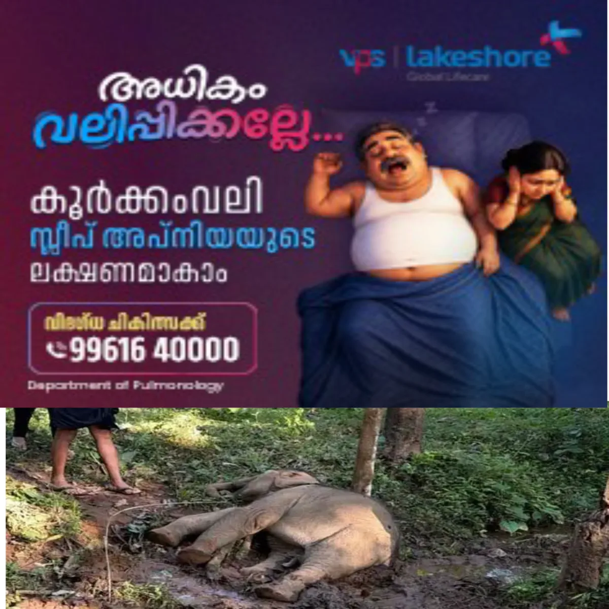 കോതമംഗലത്ത് കുട്ടിക്കൊമ്പനെ ചരിഞ്ഞ നിലയില് കണ്ടെത്തി: ഷോക്കേറ്റതെന്ന് സംശയം