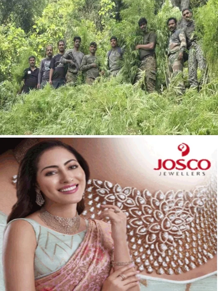ഓപ്പറേഷൻ തൂഫാൻ;അ​ട്ട​പ്പാ​ടി​യി​ൽ  ക​ഞ്ചാ​വു​തോ​ട്ടം ക​ണ്ടെ​ത്തി; 7300 ക​ഞ്ചാ​വു​ചെ​ടി​ക​ൾ ന​ശി​പ്പി​ച്ചു; പോലീസ് ഏ​ഴു​മ​ണി​ക്കൂ​റി​ല​ധി​കം കാ​ൽ​ന​ട​യാ​ത്ര ന​ട​ത്തി​യാ​ണ് ക​ഞ്ചാ​വു​തോ​ട്ട​ങ്ങ​ളി​ലെ​ത്തി​യ​ത്