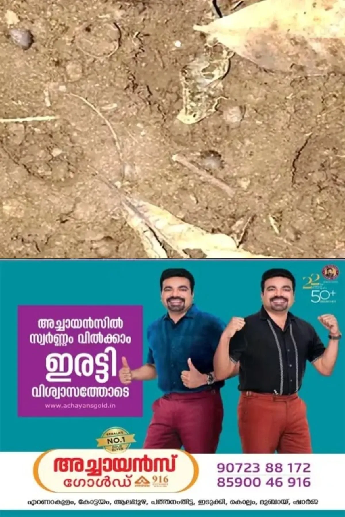 തീക്കോയി പഞ്ചായത്തില് പശുവിനെ കടിച്ചുകൊന്ന സംഭവം; അജ്ഞാത ജീവി കടുവയാണെന്ന സംശയം, പ്രദേശവാസികള് ആശങ്കയില്