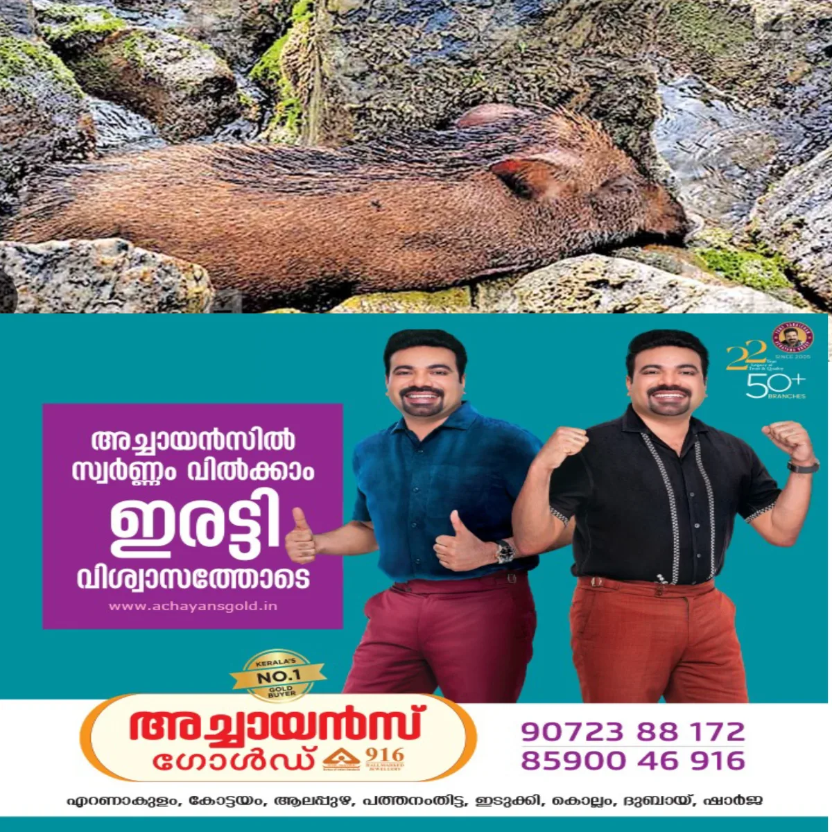 പാലോട് അടക്കം ഏതാനും പഞ്ചായത്തുകളിലെ വനമേഖലകളിലും സ്വകാര്യ കൃഷിയിടങ്ങളിലും കാട്ടുപന്നികള്‍ കൂട്ടത്തോടെ ചത്തൊടുങ്ങുന്നു:  ആഫ്രിക്കൻ പന്നിപ്പനിയെന്ന് സംശയം