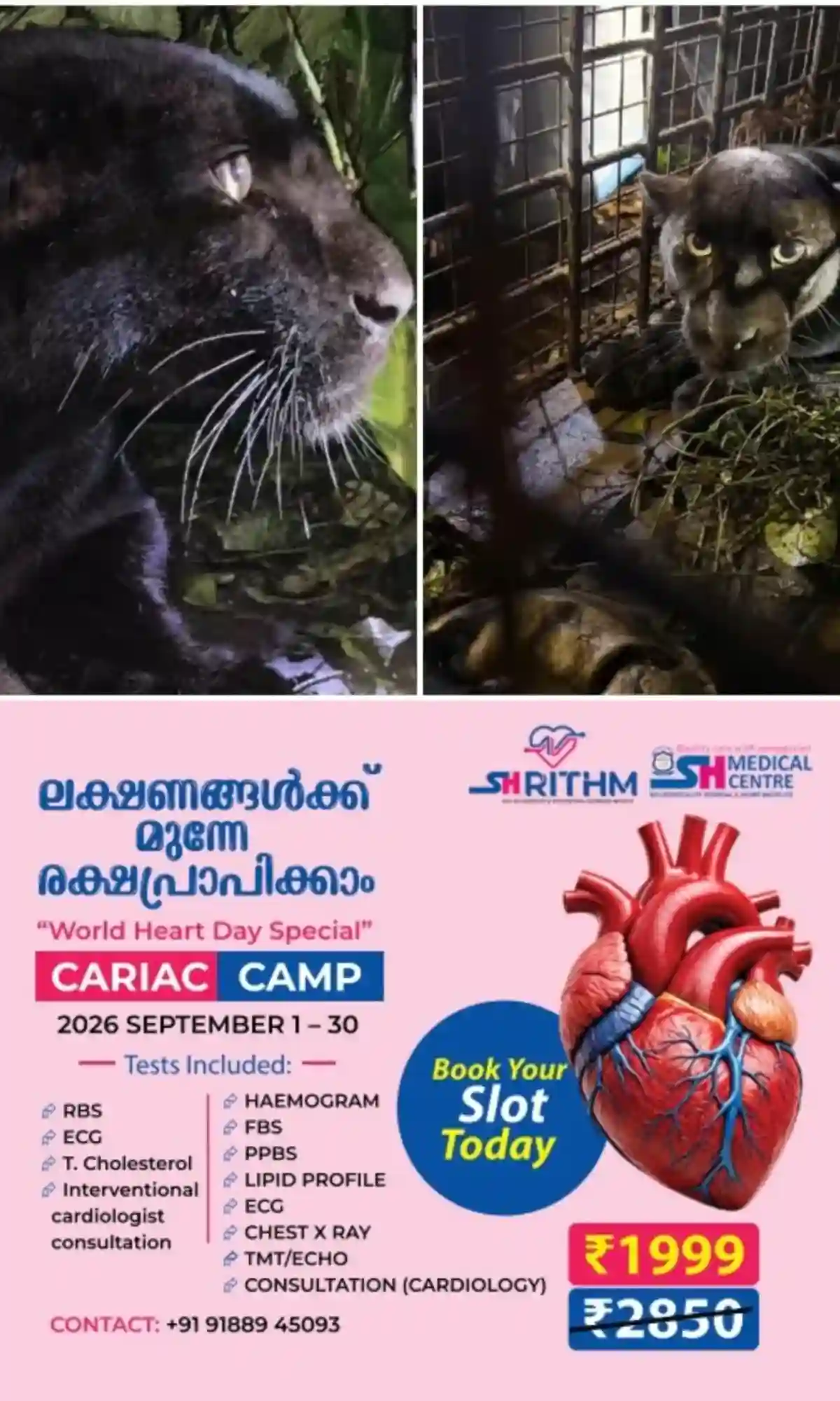 കേരളത്തില്‍ കൂട്ടില്‍ അകപ്പെട്ട ആദ്യ പെണ്‍ കരിമ്പുലി; കോന്നി കുളത്തുമണ്ണില്‍ കൂട്ടിലകപ്പെട്ട കരിമ്പുലിയെ തൃശൂർ പുത്തൂർ സുവോളജിക്കല്‍ പാർക്കിലേക്ക് മാറ്റി 