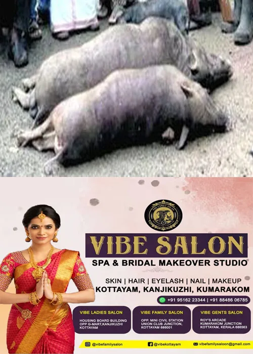 പെരുവന്താനത്ത്  ജനവാസ മേഖലയിൽ ഭീതിവിതച്ച രണ്ട് കാട്ടുപന്നികളെ  വെടിവച്ച് കൊന്നു;വേട്ടയ്ക്കിടെ പഞ്ചായത്തംഗത്തിന് പരിക്ക് 