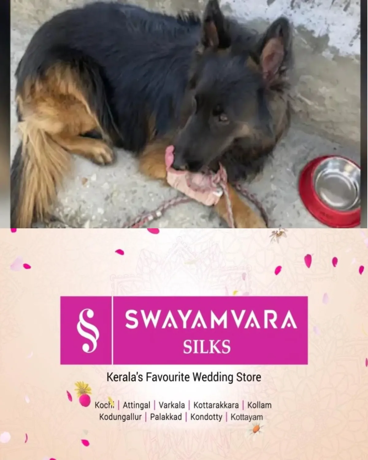 ഭീകരരുടെ വെടിയേറ്റ് ഗുരുതരമായി പരിക്കേറ്റു; പിന്മാറാതെ പോരാടിയ ഇന്ത്യൻ സൈന്യത്തിൻ്റെ ധീര നായ സിയോണ് രാഷ്ട്രപതിയുടെ വിശിഷ്ടസേവാ പുരസ്കാരം