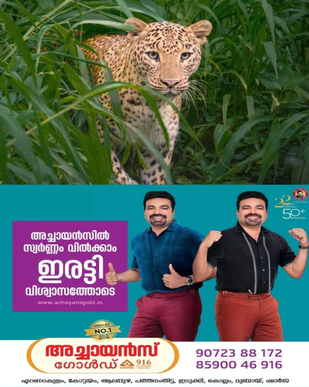 നാദാപുരത്ത് പുലിയുടെ ആക്രമണം; രണ്ട് പേരെ പരിക്കേല്പ്പിച്ചെന്ന് നാട്ടുകാര്