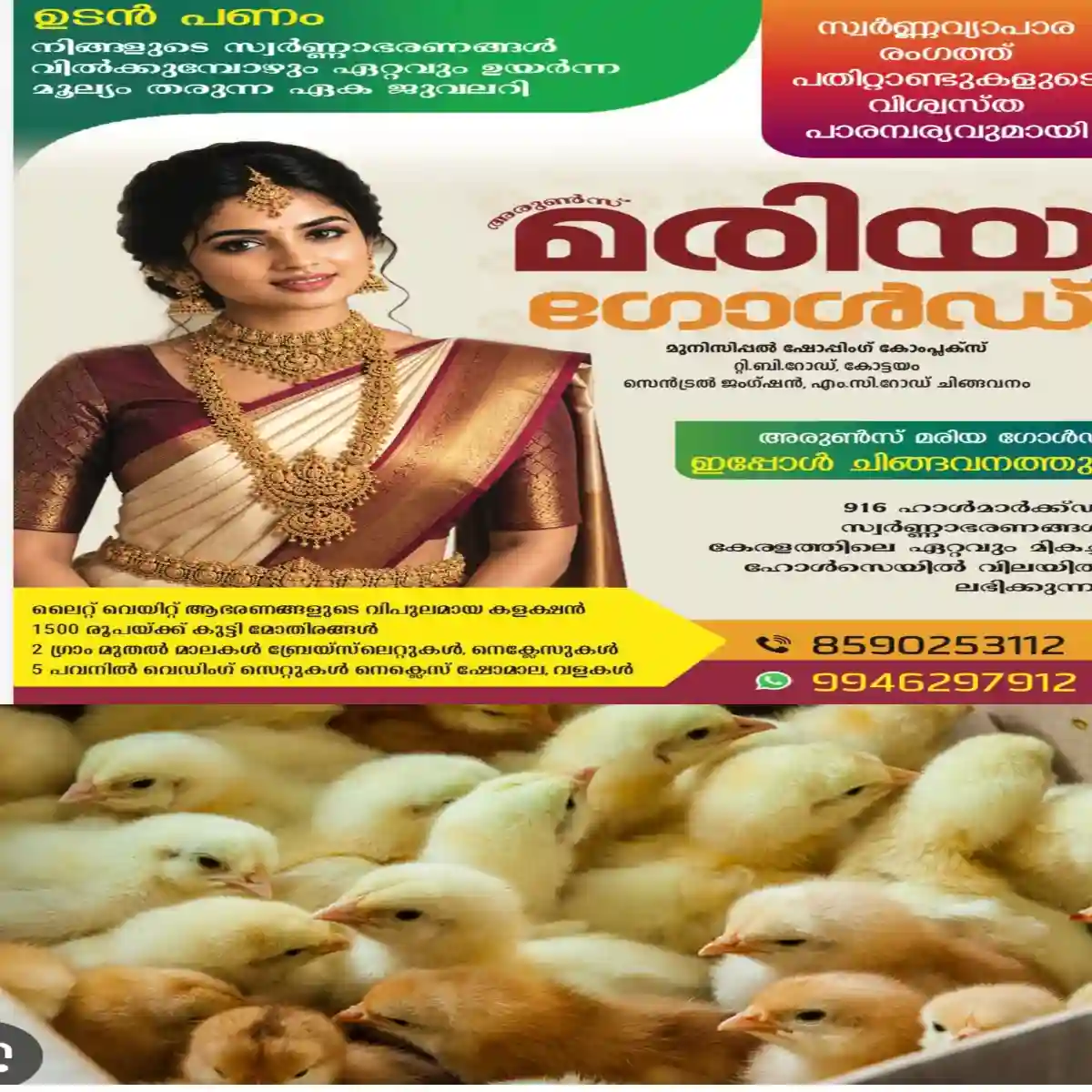 അടുക്കളമുറ്റത്തെ കോഴിവളർത്തൽ പദ്ധതി: അയ്മനം ഗ്രാമപഞ്ചായത്തിൽ കോഴിക്കുഞ്ഞുങ്ങളുടെ വിതരണം ഒക്ടോബർ 13-ന് ആരംഭിക്കും