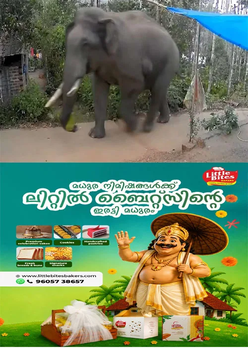കാട്ടാന ശല്യത്തിൽ പൊറുതിമുട്ടി വണ്ടിപെരിയാർ;മൗണ്ട്, വള്ളക്കടവ് പ്രദേശങ്ങളിൽ  കൂട്ടത്തോടെ എത്തുന്ന കാട്ടാനക്കൂട്ടങ്ങൾ ഏലത്തോട്ടങ്ങളിൽ വിളയാടുകയാണ്; കാർഷിക വിളകൾ നശിപ്പിച്ചു;തീരാ ദുരിതത്തിൽ കർഷകർ;ആനക്കൂട്ടത്തെ ഉൾവനത്തിലേക്ക് തുരത്തണമെന്ന ആവശ്യമായി നാട്ടുകാർ