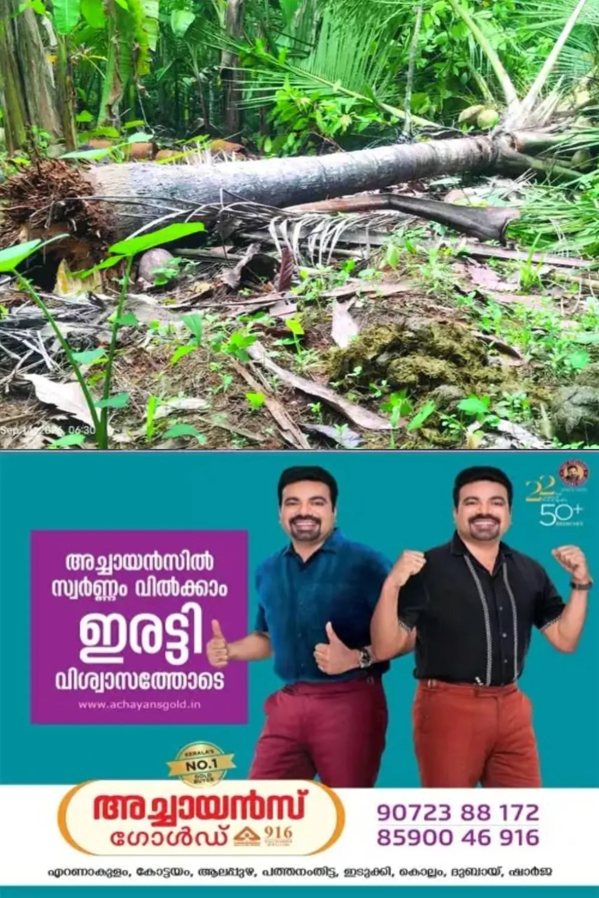 നേര്യമംഗലത്തിന് സമീപം ചെമ്പൻകുഴിയില് ജനവാസ മേഖലയില് കാട്ടാനയിറങ്ങി കൃഷികള് നശിപ്പിച്ചു