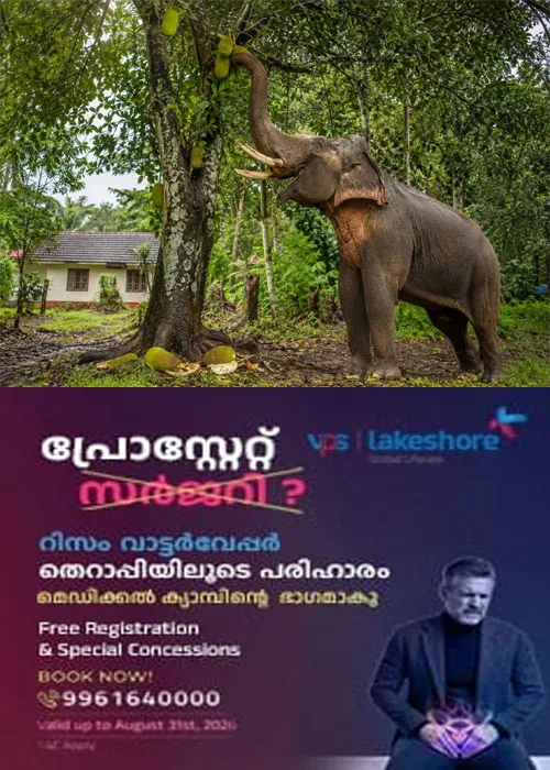 സംസ്ഥാനത്ത് ജനവാസകേന്ദ്രങ്ങളിലിറങ്ങുന്ന കാട്ടാനകൾ തടയാൻ പദ്ധതിയുമായി വനം വകുപ്പ്; വനാതിർത്തിയിലെ പ്ലാവുകളിലെ ഇടിച്ചക്ക പറിക്കും;സമാന മാതൃകകൾ ലോകത്തിന്റെ പലഭാഗങ്ങളിലും പരീക്ഷിച്ചിട്ടുണ്ട്