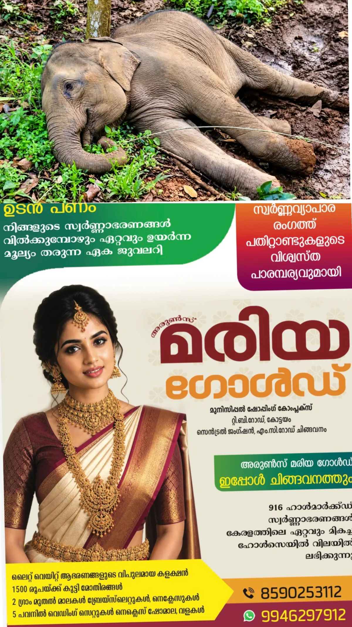കോതമംഗലത്ത് റബര് തോട്ടത്തില് കാട്ടാനക്കുട്ടി ഷോക്കേറ്റ് ചരിഞ്ഞു; റബർ മരം തള്ളിമറിക്കുന്നതിനിടെ മുകളിലൂടെ കടന്നുപോയ വൈദ്യുതി ലൈൻ പൊട്ടിവീണാണ് അപകടമുണ്ടായതെന്ന് വനംവകുപ്പ്