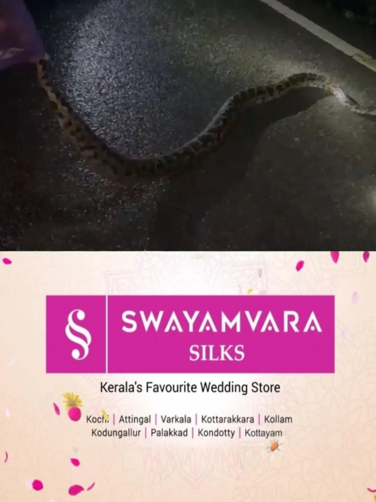 ചെങ്ങന്നൂര് ഉമയാറ്റുകരയില് ജനവാസ മേഖലയില് കൂറ്റൻ പെരുമ്പാമ്പ്; 7 മുതല് 8 അടി വരെ നീളം, പിടികൂടി വനംവകുപ്പ്