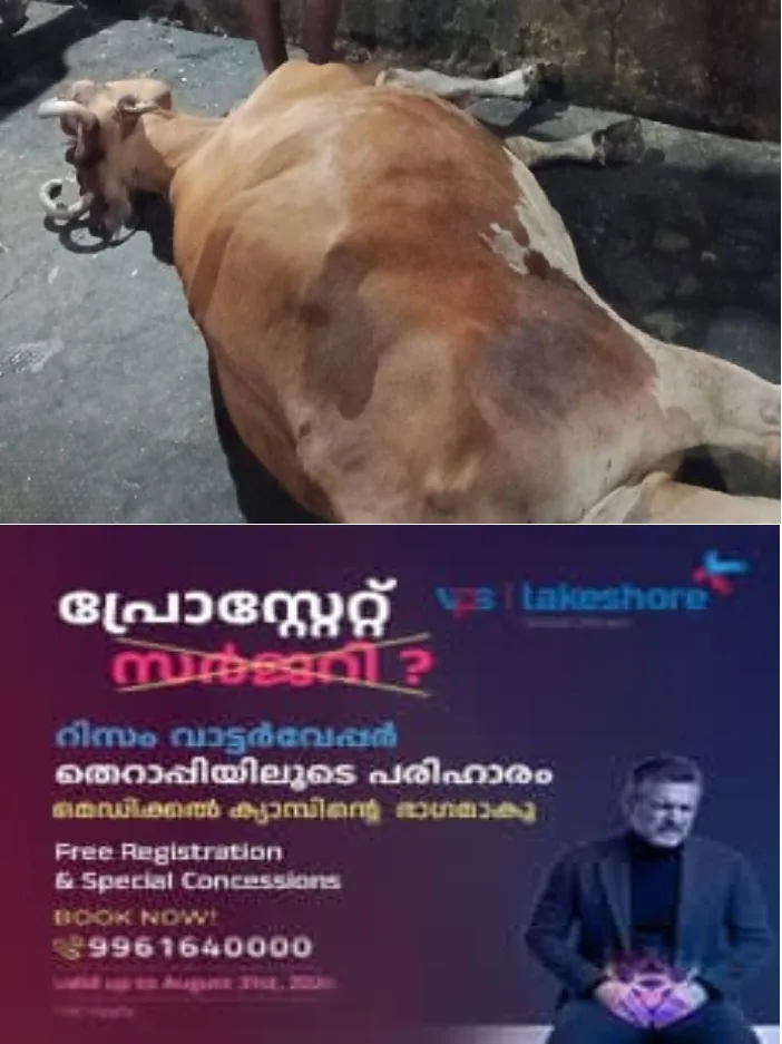 വാണിയംകുളത്ത് തെരുവുനായയുടെ കടിയേറ്റ പശു പേവിഷബാധയേറ്റ് ചത്തു
